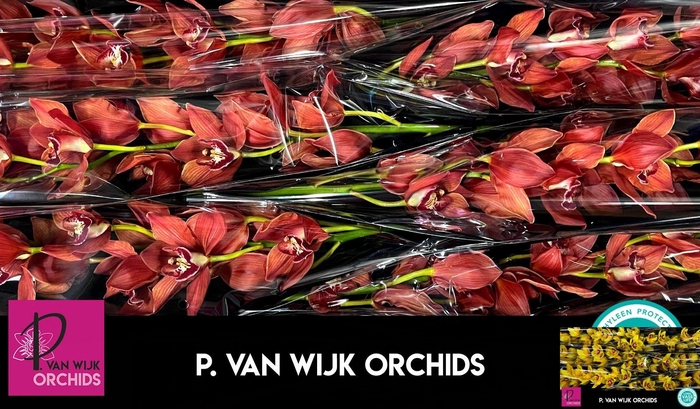 <h4>CYMB T FREDERICKA</h4>