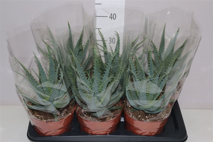 <h4>Aloe Arborescens</h4>