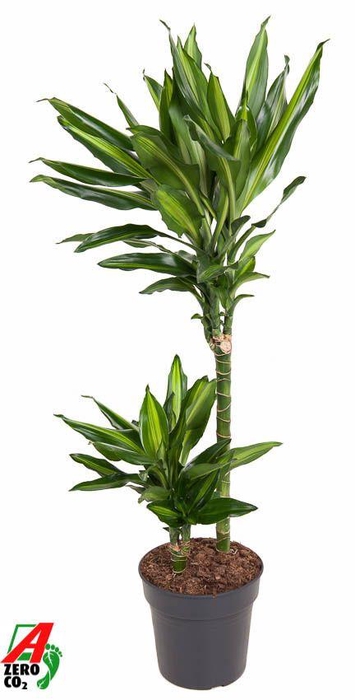 <h4>Dracaena Cintho 45-15</h4>