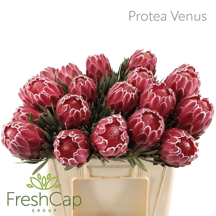 <h4>Protea  'Venus'</h4>