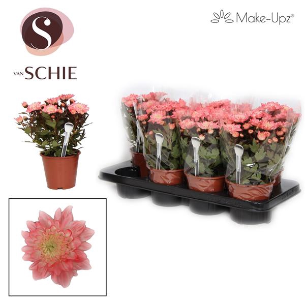 <h4>Chrysanne Grandezza Make-Upz® Red</h4>