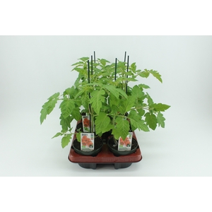 BKH groente 50600 bio Tomaat Geënte Cherrytomaat