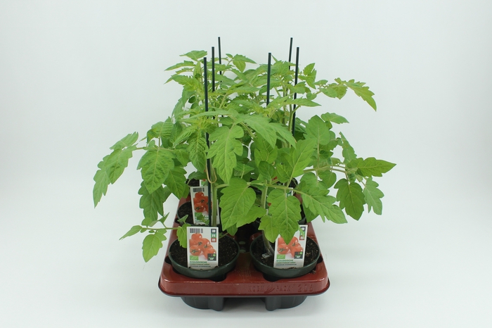 <h4>BKH groente 50600 bio Tomaat Geënte Cherrytomaat</h4>