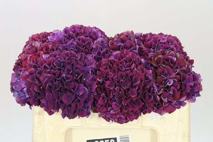 <h4>Hyd Ruby Aubergine</h4>