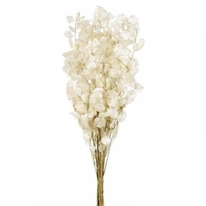 DROOG LUNARIA/JUDASP