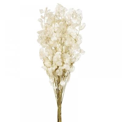 <h4>DROOG LUNARIA/JUDASP</h4>