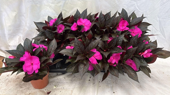 arr8 Impat Ng Ov Lila