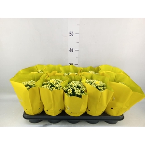 Kalanchoe blos. 'Perfecta Yellow'