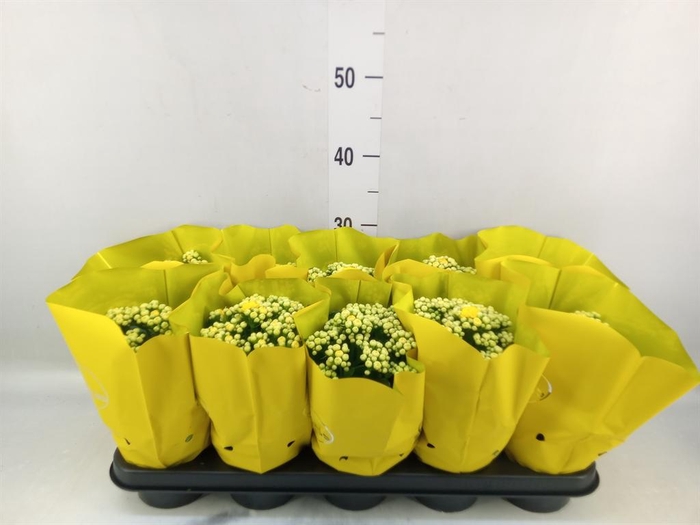 <h4>Kalanchoe blos. 'Perfecta Yellow'</h4>