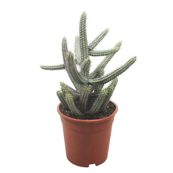 <h4>Euphorbia baioensis</h4>