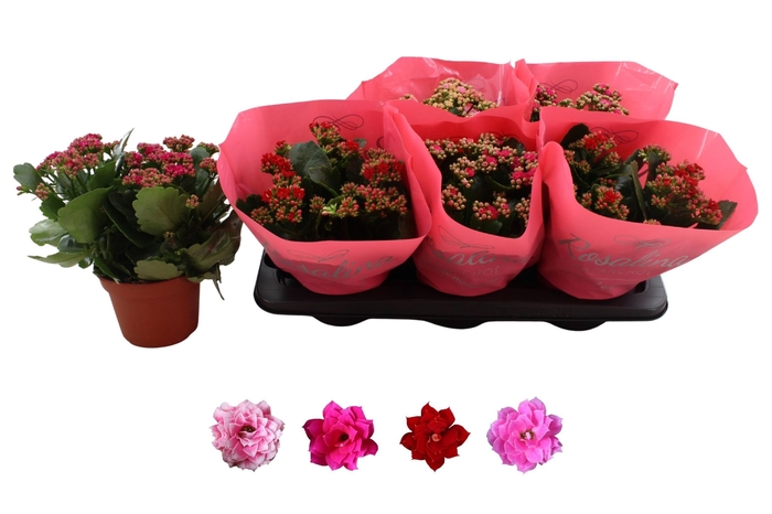 <h4>KAL GE RO GEM 4 KL</h4>