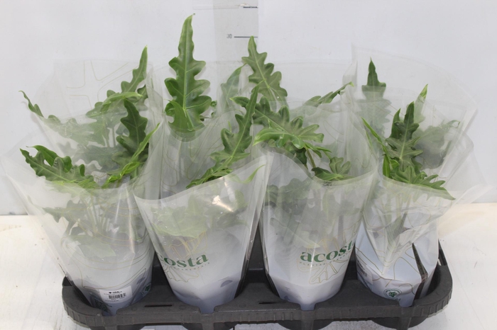 <h4>ALOCASIA PORTEI P12</h4>