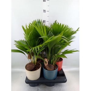 Livistona rotundifolia