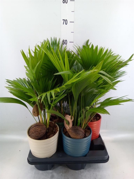 <h4>Livistona rotundifolia</h4>