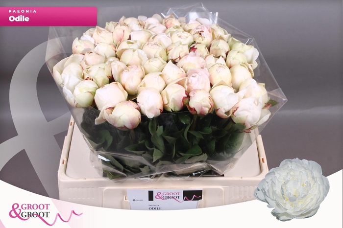 <h4>PAEO L ODILE</h4>