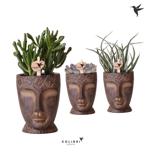 Kolibri Greens Succulenten mix in Totem Mask pot