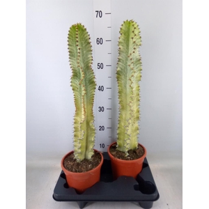 Euphorbia ingens 'Variegata'