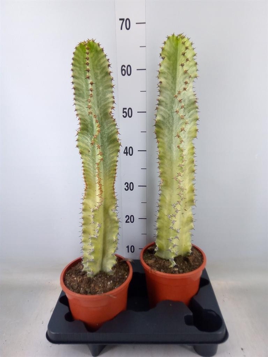 <h4>Euphorbia ingens 'Variegata'</h4>