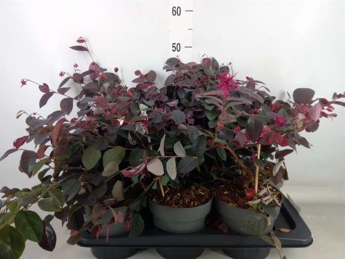 <h4>Loropetalum chinense 'Fire Dance'</h4>
