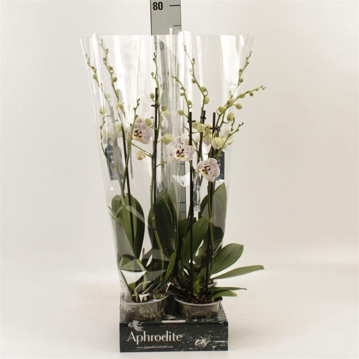 <h4>Phalaenopsis   ...rose</h4>