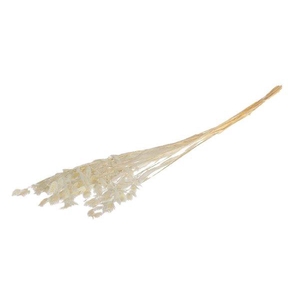 Bunch Chasmantium Pres. 80g L70