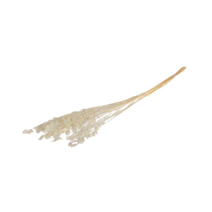 <h4>Bunch Chasmantium Pres. 80g L70</h4>