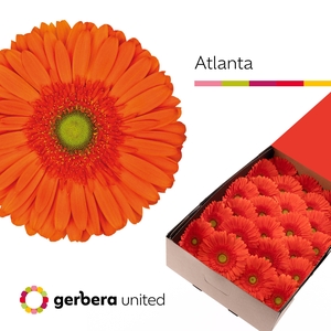 Gerbera Atlanta Doos