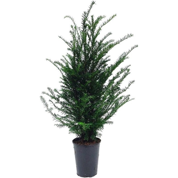 <h4>Taxus baccata (zonder etiket)</h4>