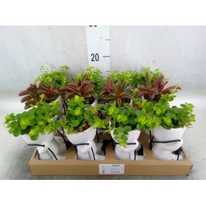 Arr.   Kamerplant Groen L%