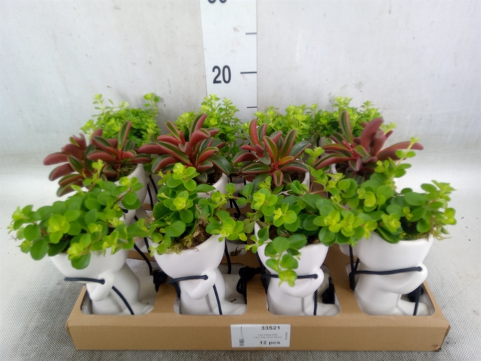 <h4>Arr.   Kamerplant Groen L%</h4>
