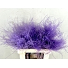 DF Stypha 60cm Bs Milka
