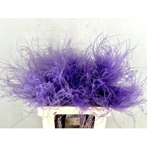 DF Stypha 60cm Bs Milka