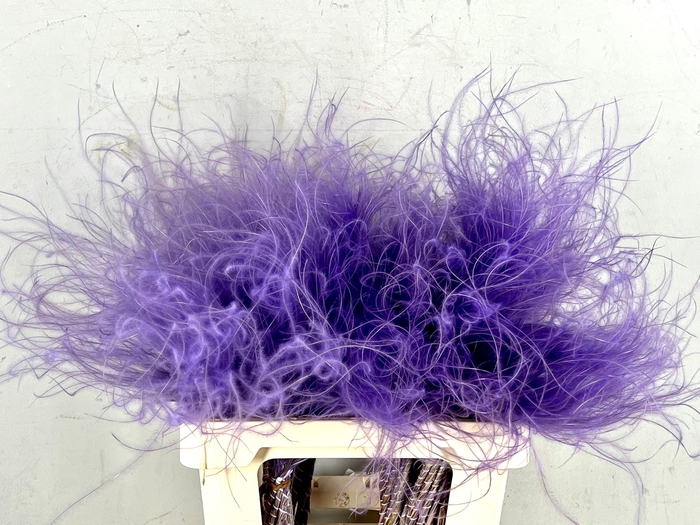 <h4>DF Stypha 60cm Bs Milka</h4>