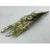 Dried Delphinium White Bunch