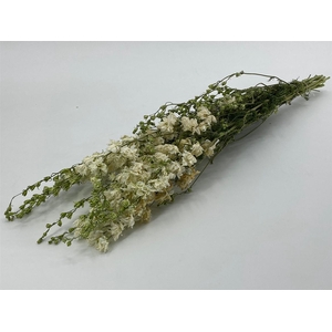 Dried Delphinium White Bunch