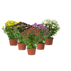 CRISANTEMO BOLA BELGA JASODA P11 VARIADO