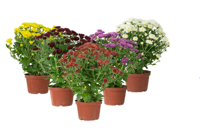 <h4>CRISANTEMO BOLA BELGA JASODA P11 VARIADO</h4>