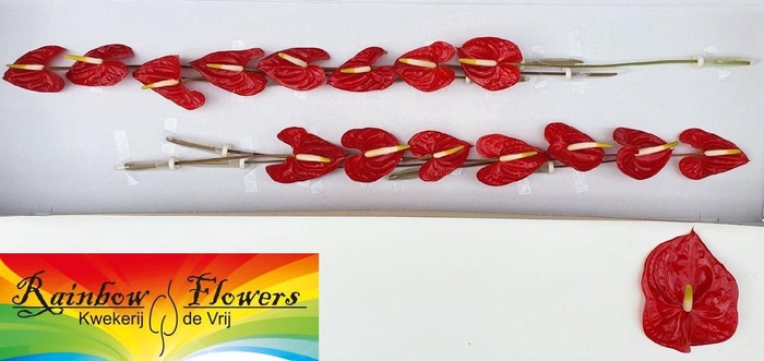 <h4>ANTH A TROPICAL</h4>