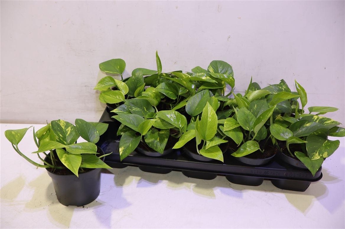 <h4>arr8 Epipr Aureum</h4>