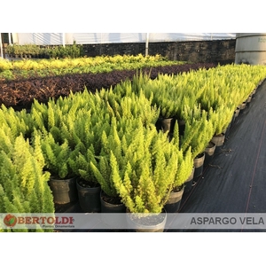 ASPARGO VELA