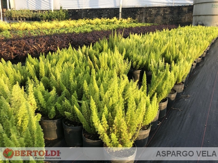 <h4>ASPARGO VELA</h4>