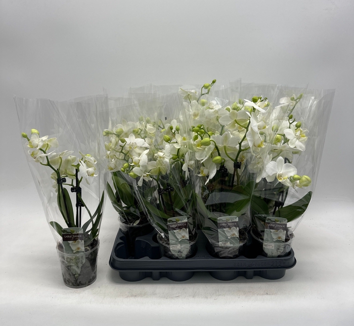 <h4>PHAL OV WIT</h4>
