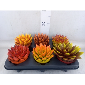 Echeveria  'Miranda'