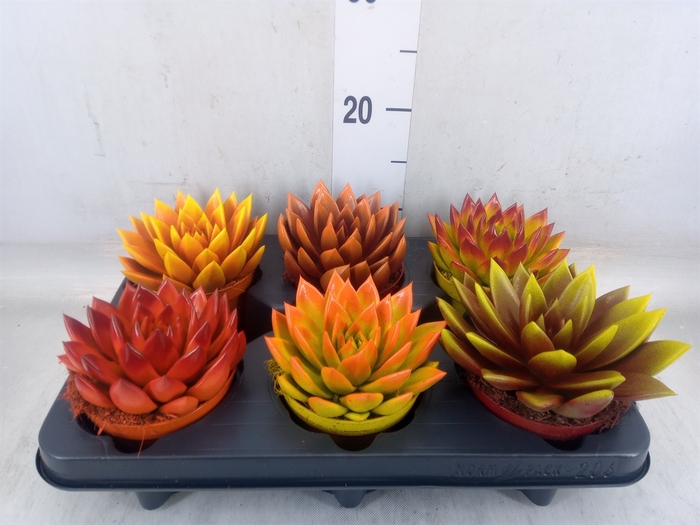 <h4>Echeveria  'Miranda'</h4>