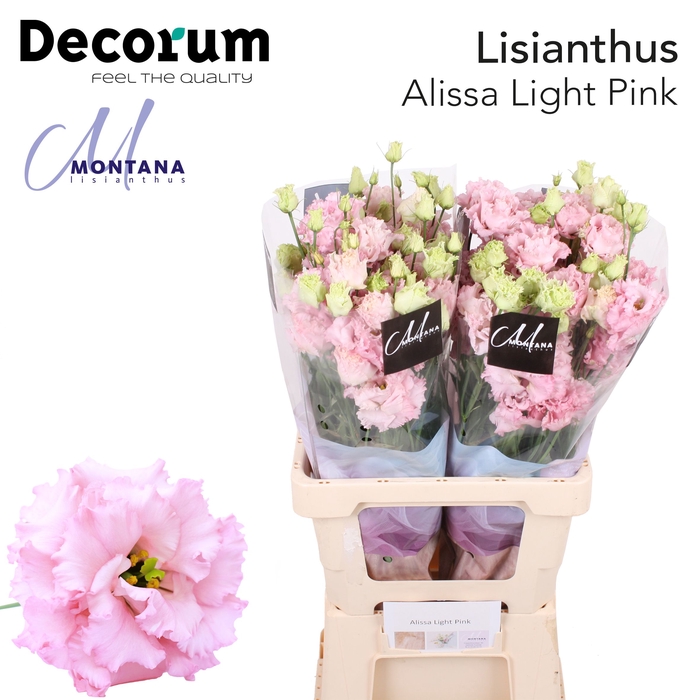 Lisianthus Alissa light Pink 70cm