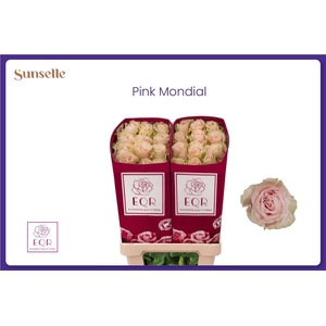 R GR PINK MONDIAL