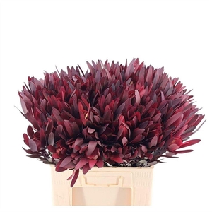 Leucadendron Safari Sunset