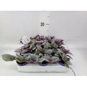 Tradescantia albif. 'Nanouk'