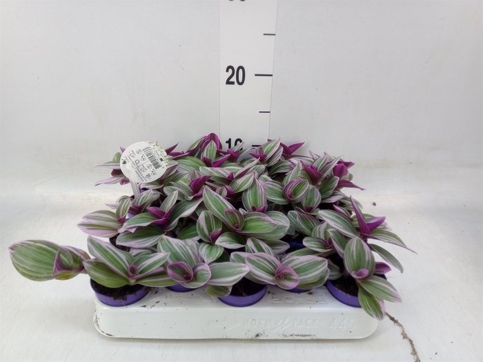 <h4>Tradescantia albif. 'Nanouk'</h4>