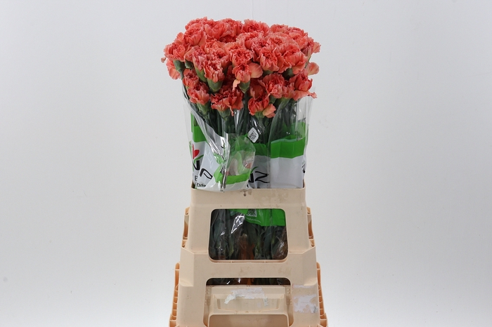 <h4>Di St Mandarin</h4>